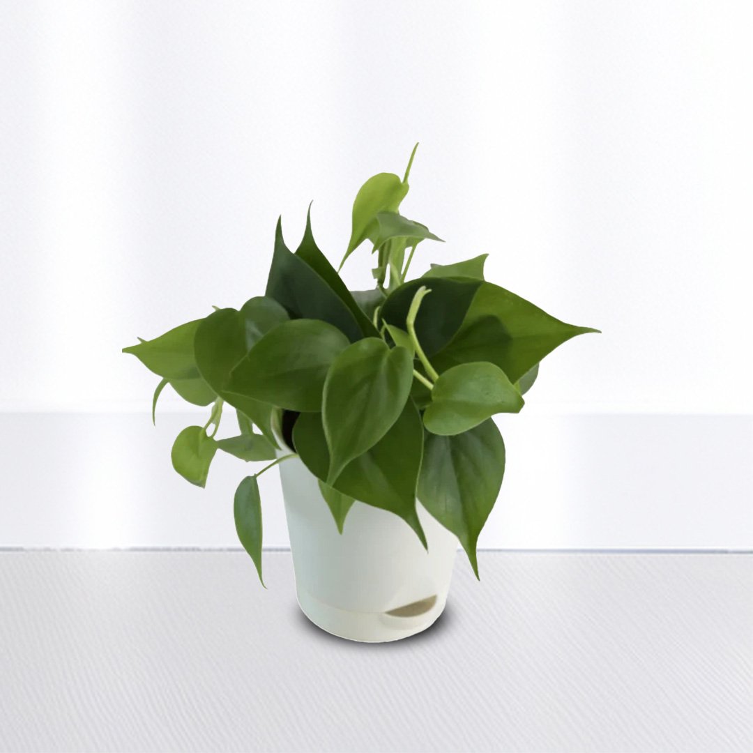 Philodendron Oxycardium Green
